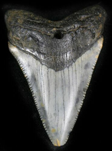 Bargain Megalodon Tooth - North Carolina #25367